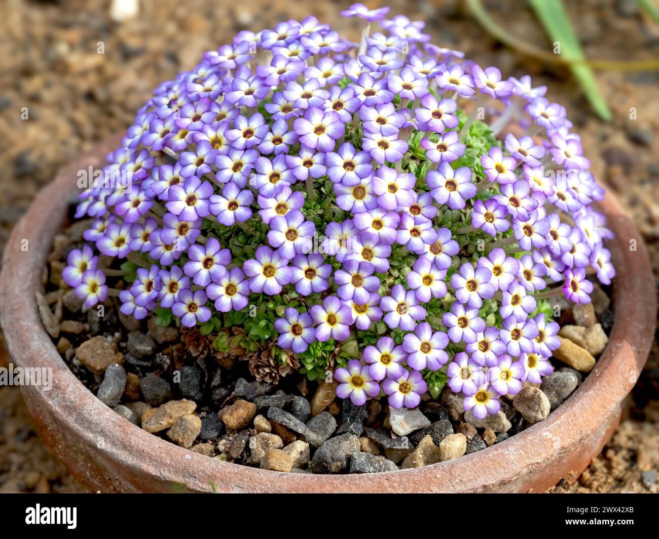 Dionysia Harlekin flowering in a clay pot Stock Photo