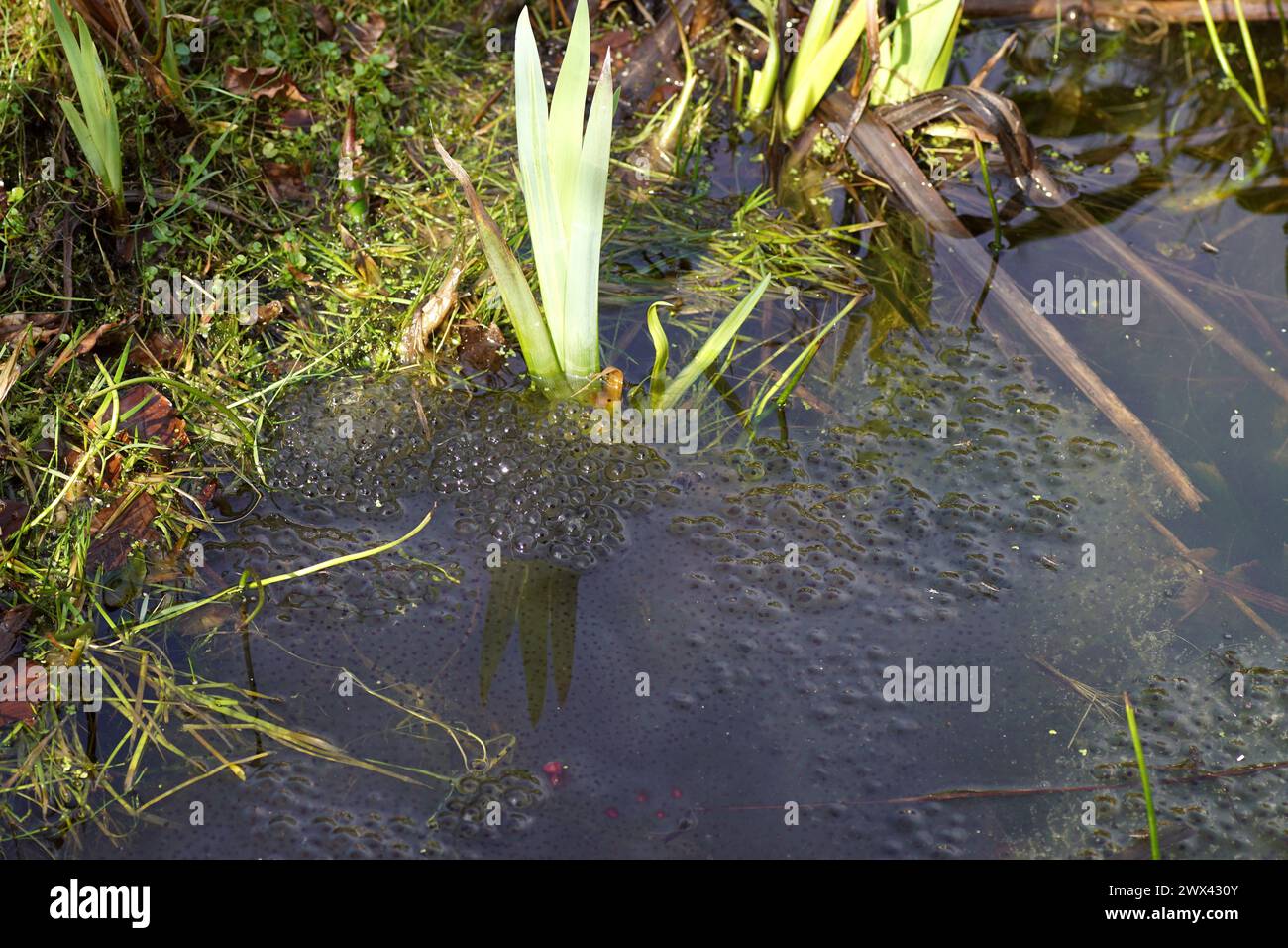 Frogspawn of the common frog (Rana temporaria). In a pond. Waterfront ...