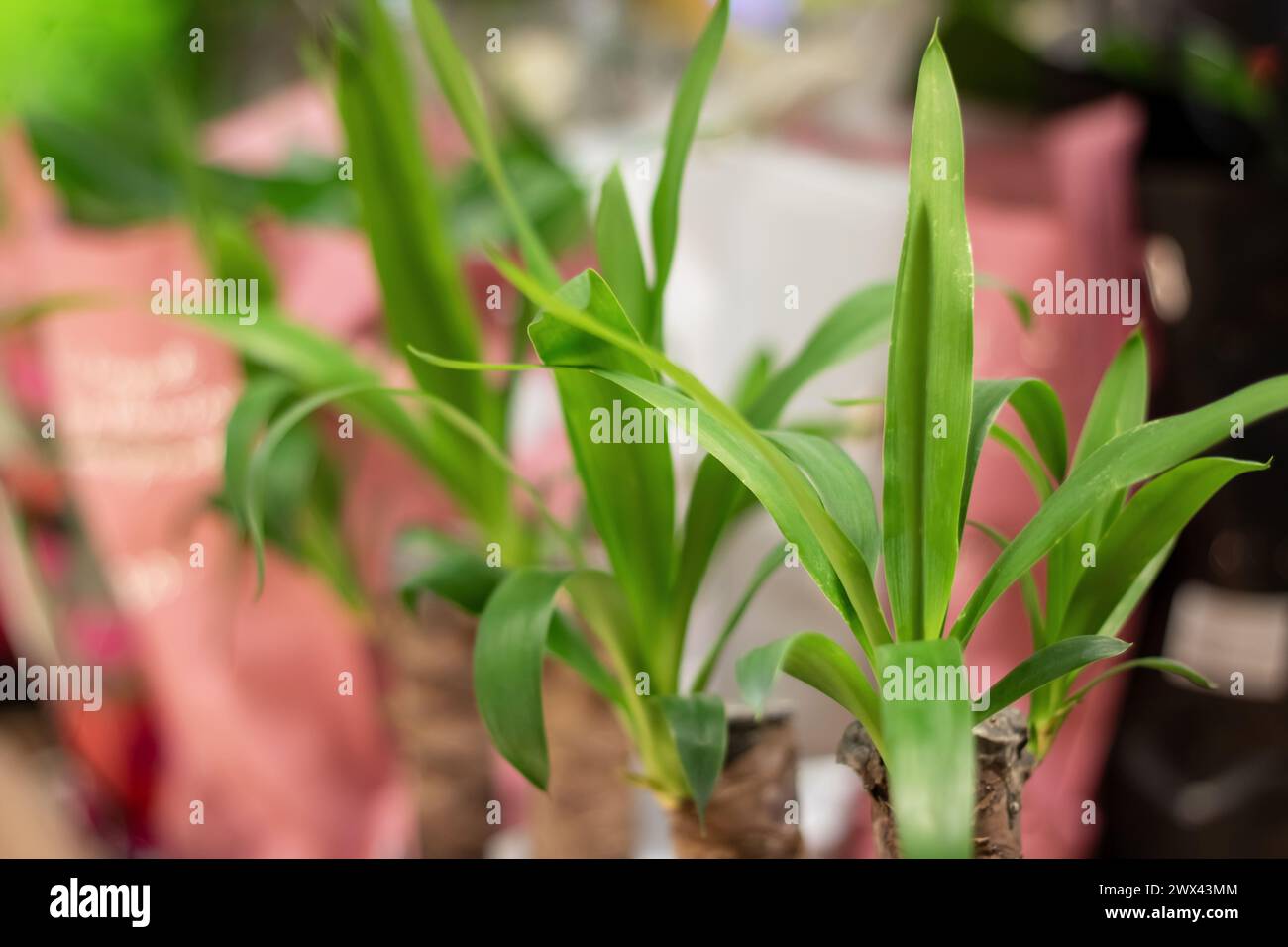 Green leaves of lush houseplant close up, background Stock Photo