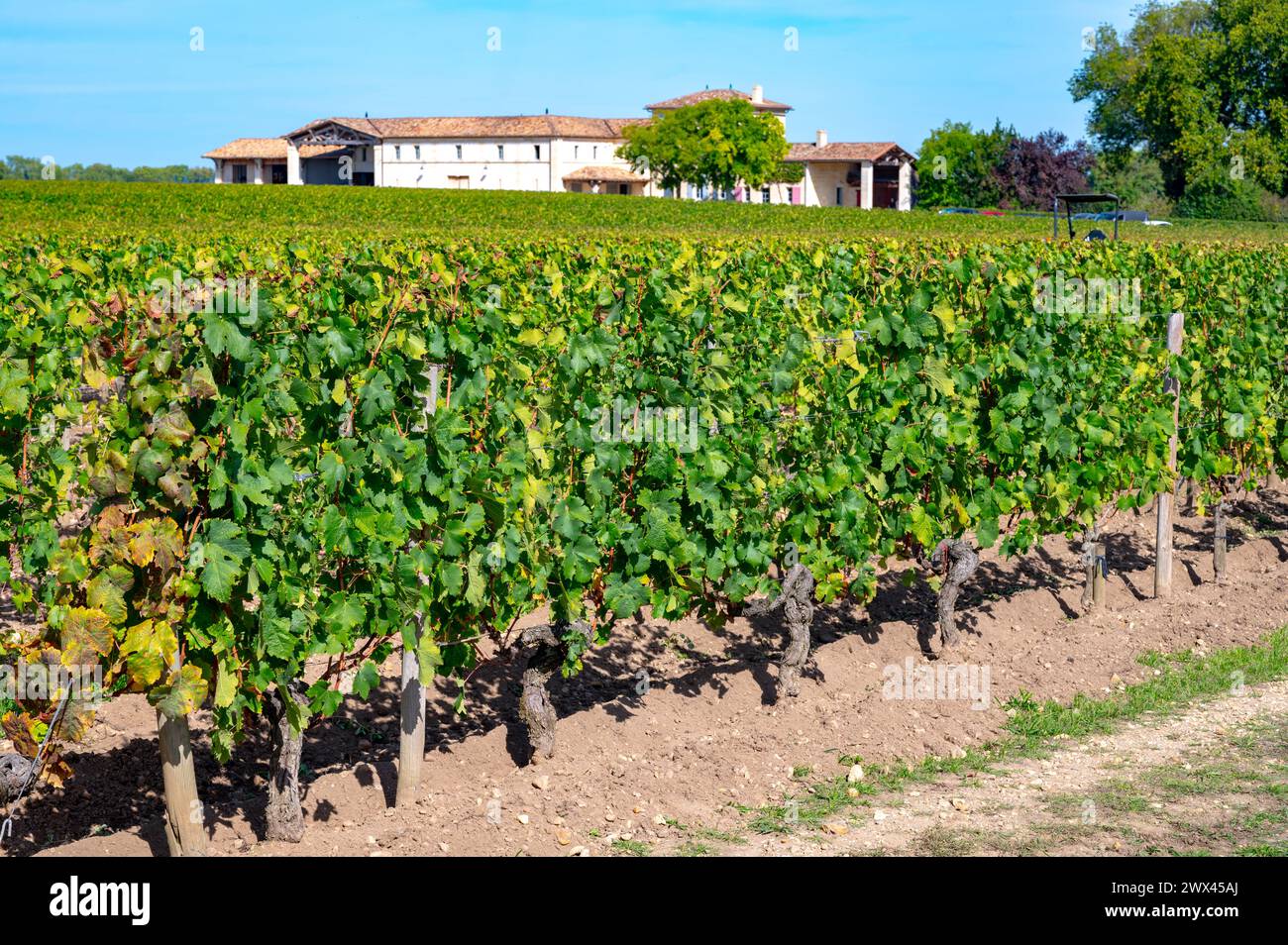 Harvest of grapes in Pomerol village, production of red Bordeaux wine, Merlot or Cabernet Sauvignon grapes on cru class vineyards in Pomerol, Saint-Em Stock Photo