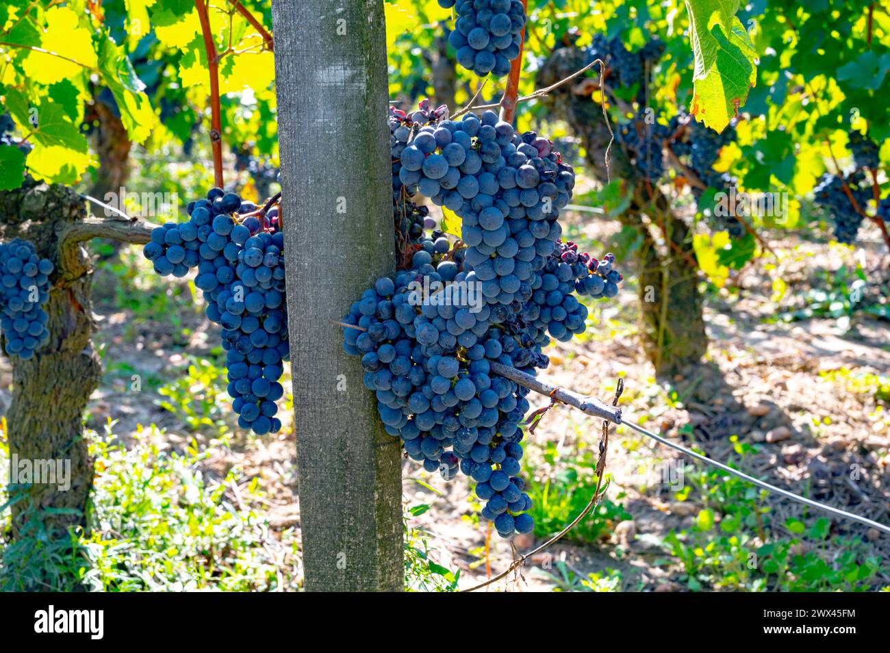 Ripe Merlot or Cabernet Sauvignon red wine grapes ready to harvest in Pomerol, Saint-Emilion wine making region, France, Bordeaux Stock Photo