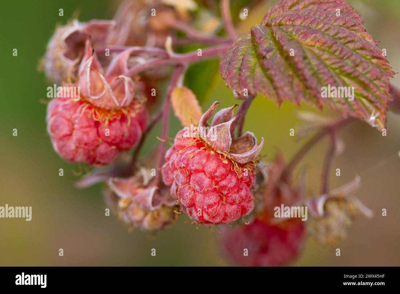 raspberry Stock Photo