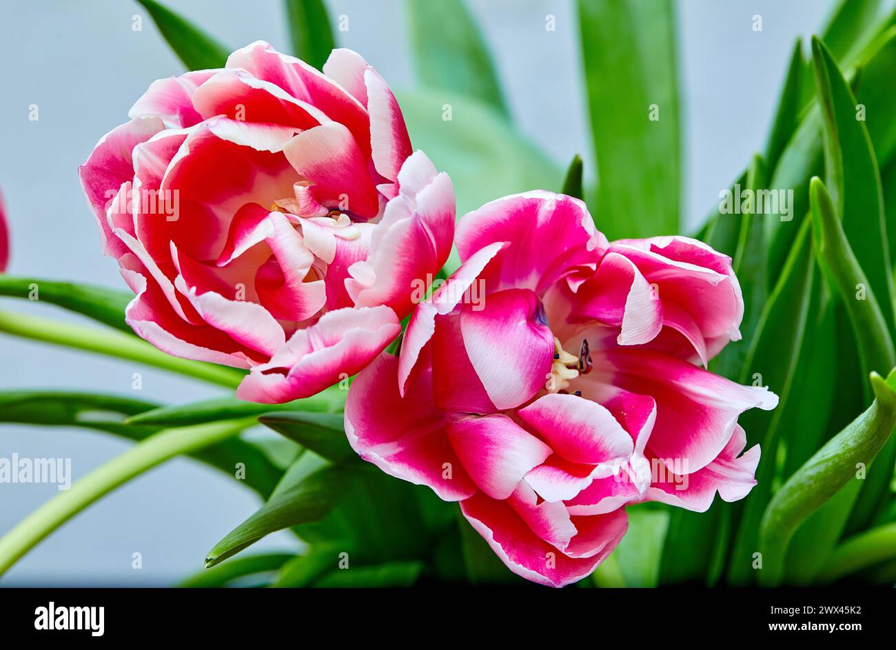 Image of two opened tulip buds pink peony Columbus Stock Photo