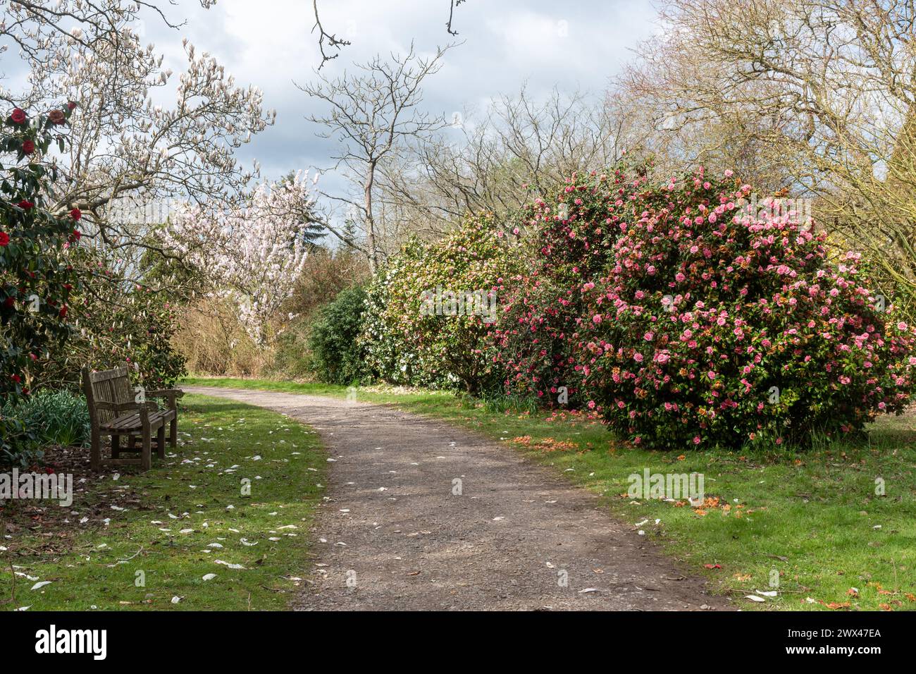 Spring flowering shrubs and trees at Sir Harold Hillier Gardens, including magnolias and camellias during March, Hampshire, England, UK Stock Photo