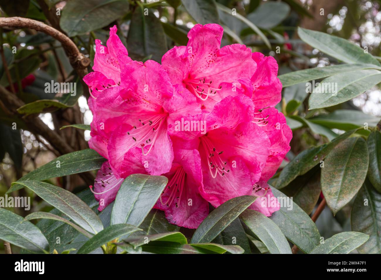 Rhododendron 'Gilian' blooms, shrub with deep pink flowers in March or spring, England, UK Stock Photo