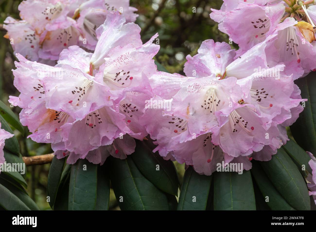 Rhododendron sutchuenense (Szechwan rhododendron), large evergreen shrub or tree with pale pink blooms flowers during spring, UK garden Stock Photo