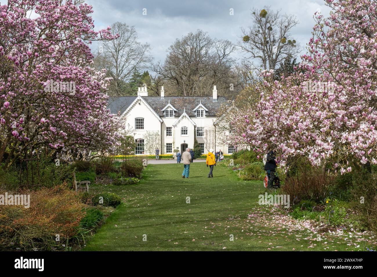 Jermyn's House at Sir Harold Hillier Gardens, viewed through magnolias, Hampshire, England, UK, with people enjoying the garden during March or spring Stock Photo