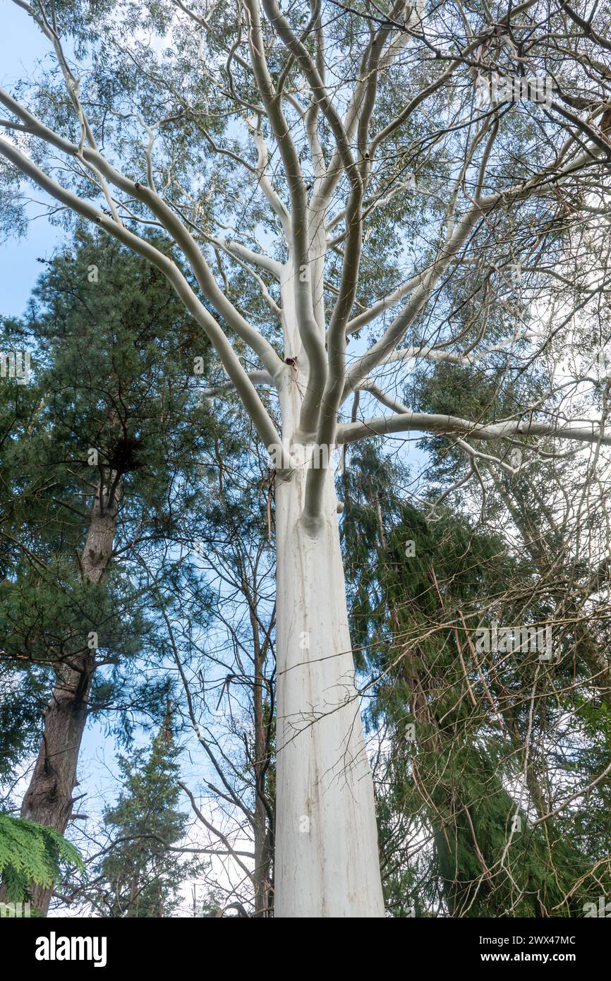 Eucalyptus dalrympleana or mountain gum tree with white grey bark Stock Photo
