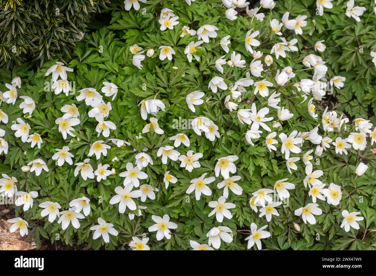 Wood anemones (Anemonoides nemorosa), a clump of the spring flowers in a garden during March, England, UK Stock Photo