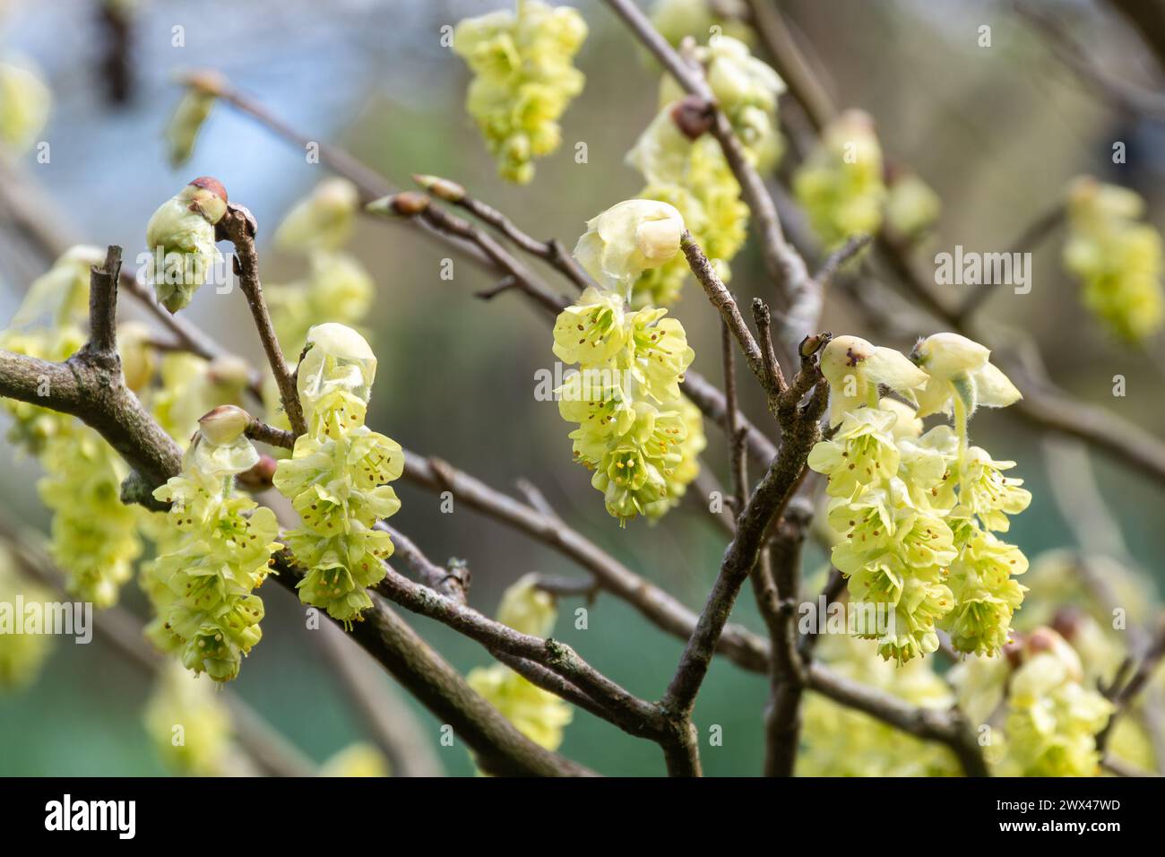 Corylopsis sinensis var sinensis, Chinese winter hazel, light yellow flowers or racemes on the shrub during spring or March, Hampshire, England, UK Stock Photo