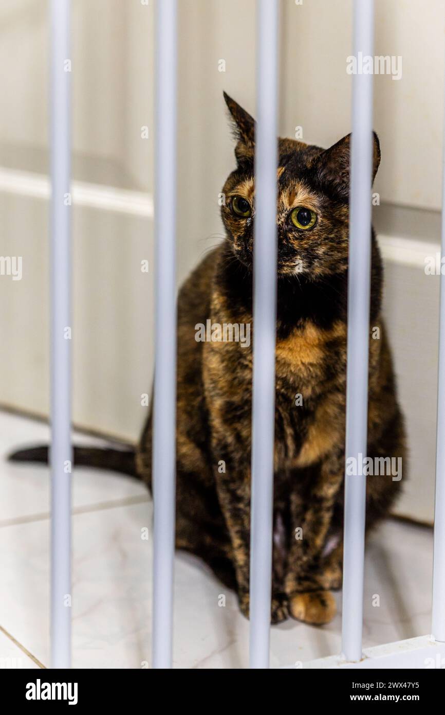 A short-haired dark brown tortoiseshell cat of nine years old stands behind the door fence waiting for snacks fed by her owner. Stock Photo