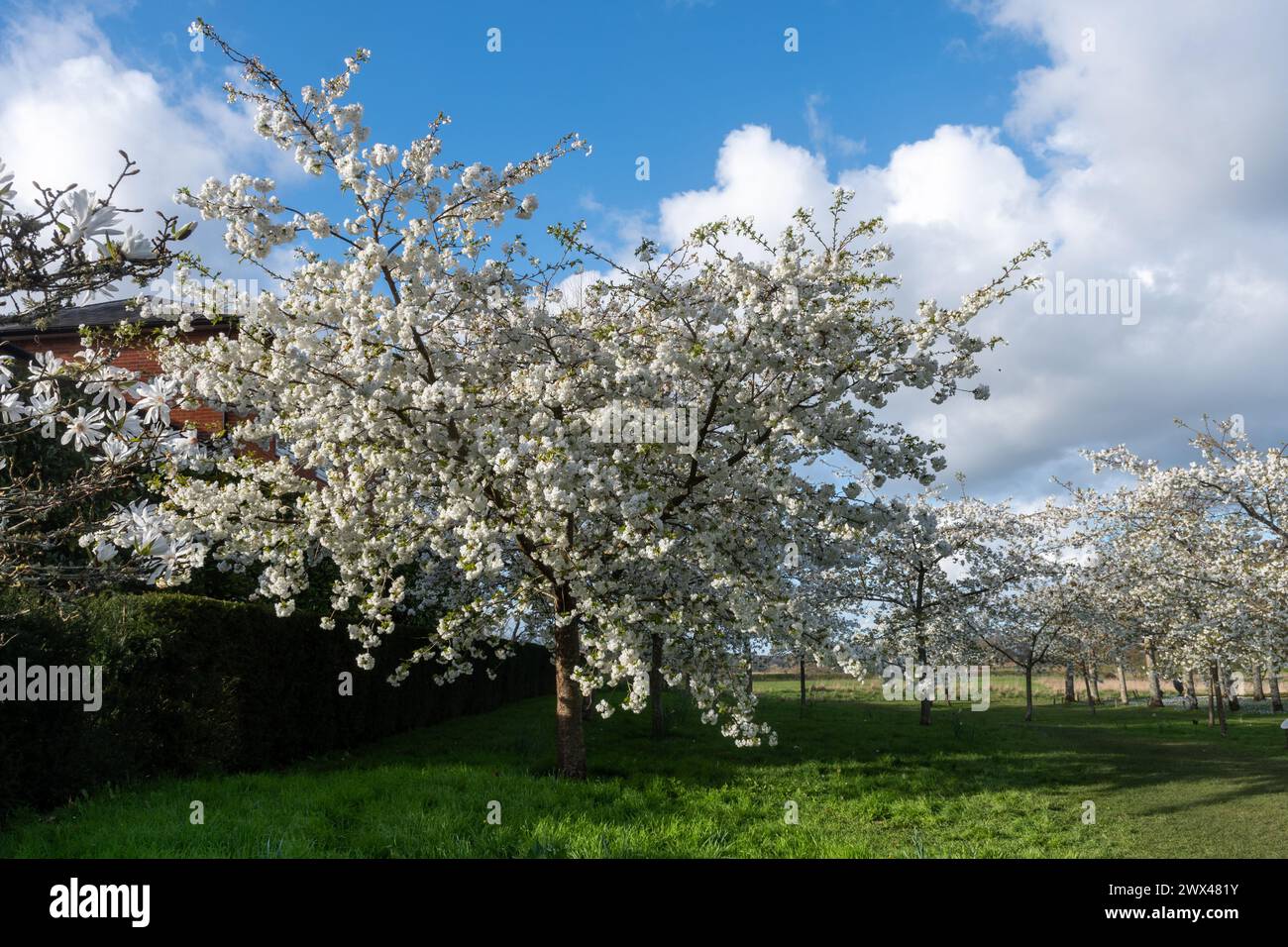 White cherry blossom trees during spring or March at Mottisfont Country Estate in Hampshire, England, UK Stock Photo