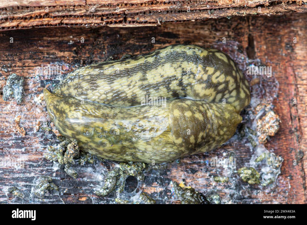 Leopard slug (Limax maximus) also called great grey slug. A pair of leopard slugs in a wooden nest box, England, UK Stock Photo
