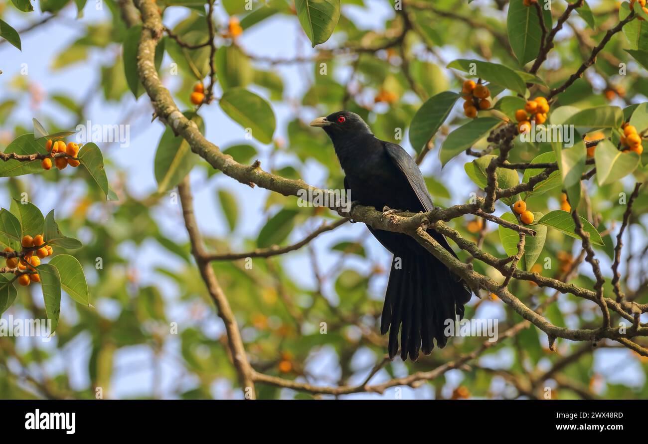 Asian koel is a member of the cuckoo order of birds, the Cuculiformes. It is found in the Indian Subcontinent, China, and Southeast Asia. Stock Photo