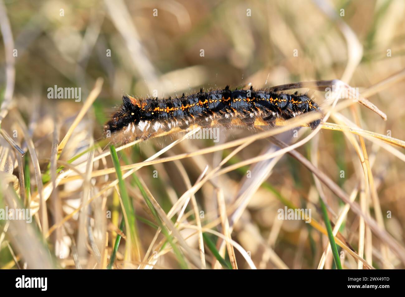 Drinker moth caterpillar Stock Photo