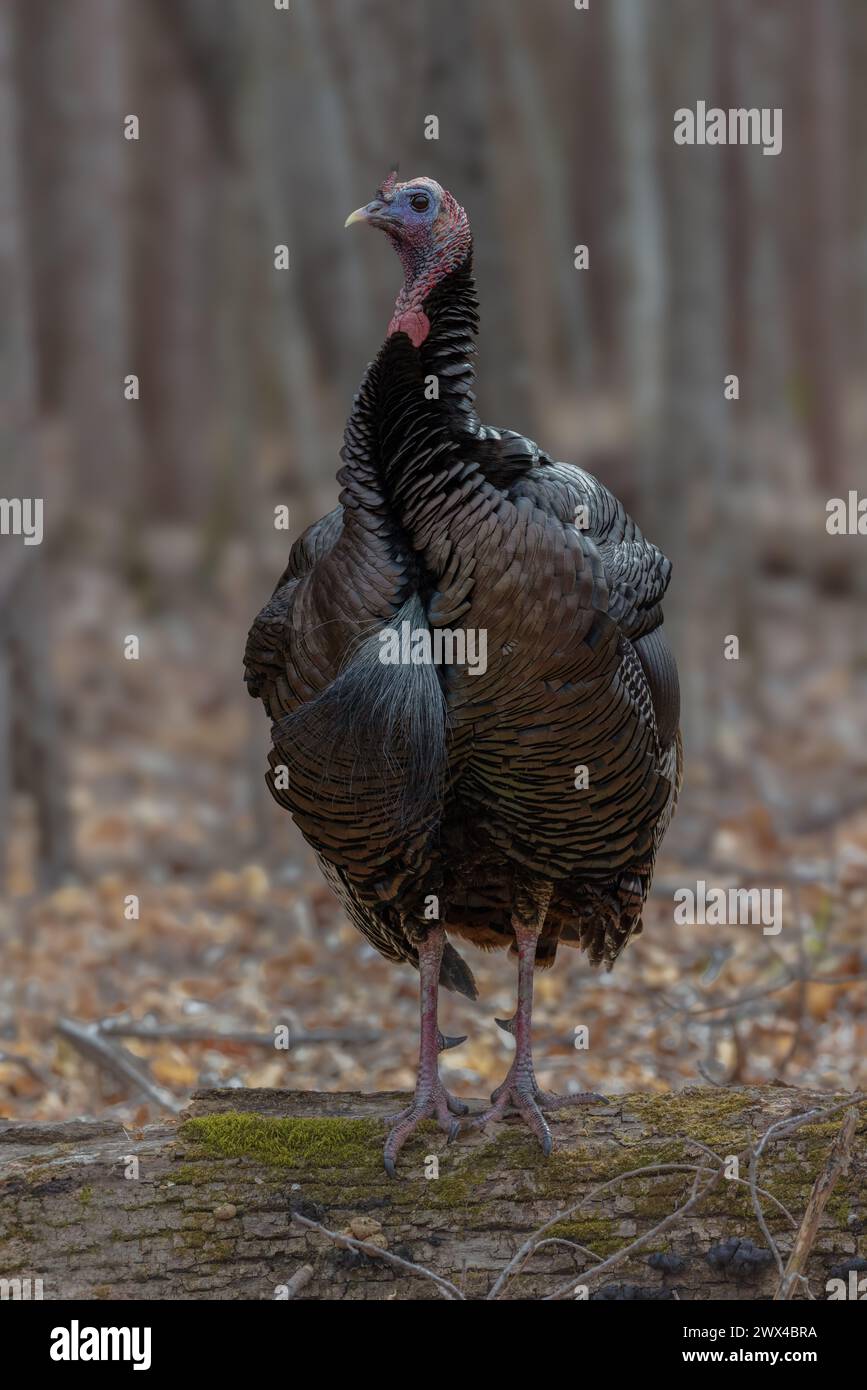 Tom turkey on a March day in northern Wisconsin Stock Photo - Alamy