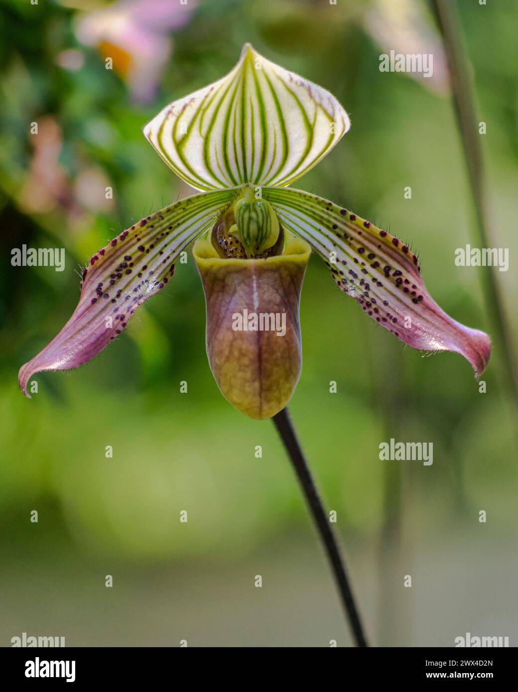 Lady's Slipper Orchid Stock Photo