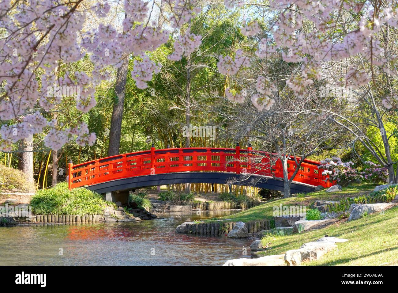 Red bridge in a Japanese Garden with Spring flowering Cherry trees at Duke Gardens in Durham, NC Stock Photo
