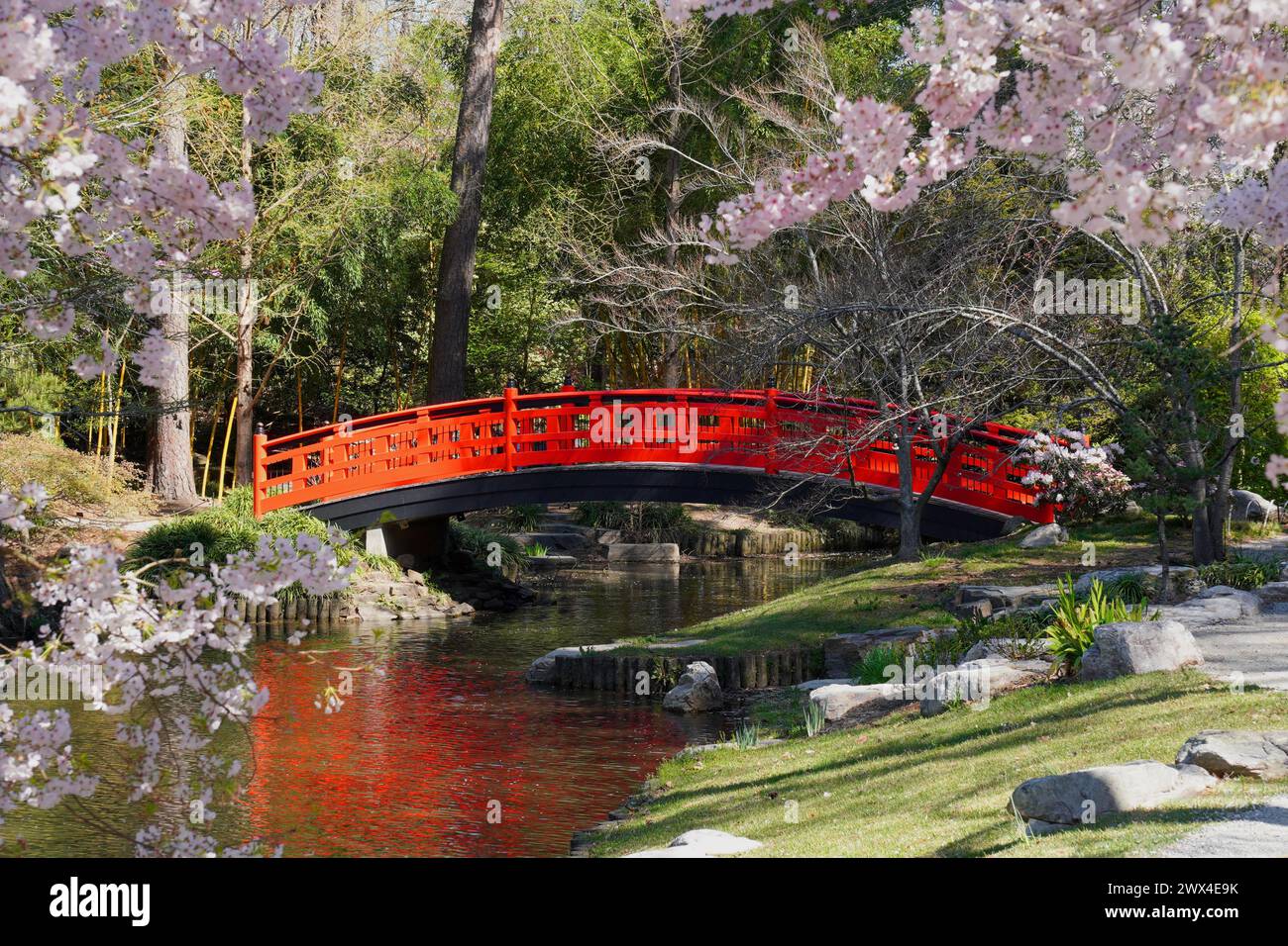 Red bridge in a Japanese Garden with Spring flowering trees at Duke Gardens in Durham, NC Stock Photo