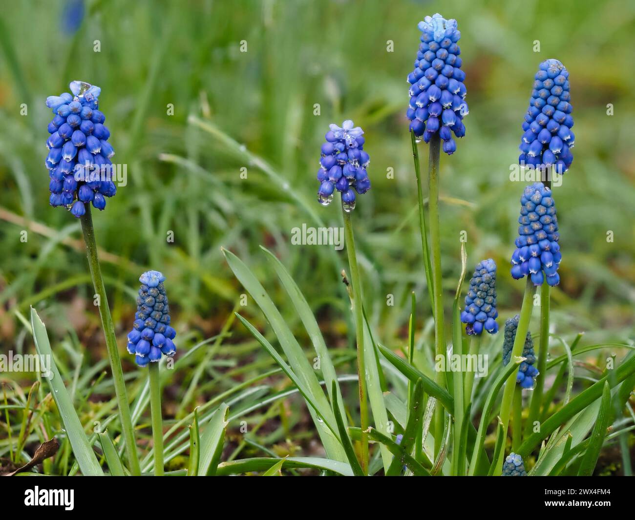 white lipped blue flowers in the racemes of the hardy, early spring flowering bulb, Muscari atlanticum Stock Photo