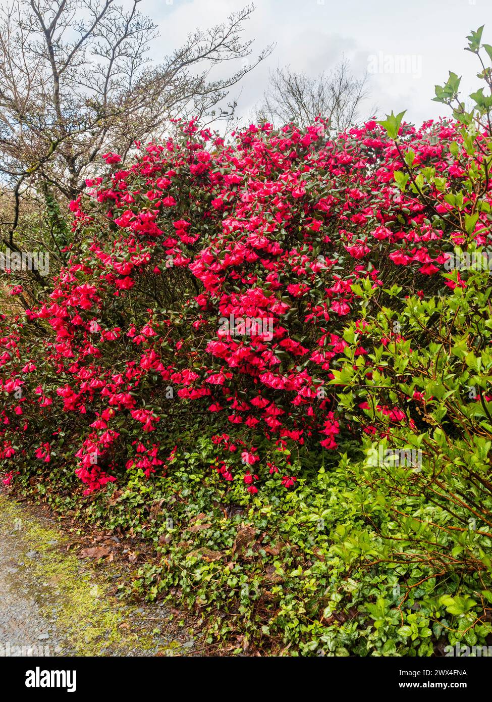 Deep pink flowers of the hardy evergreen shrub, Rhododendron orbiculare at The Garden House, Devon, UK Stock Photo