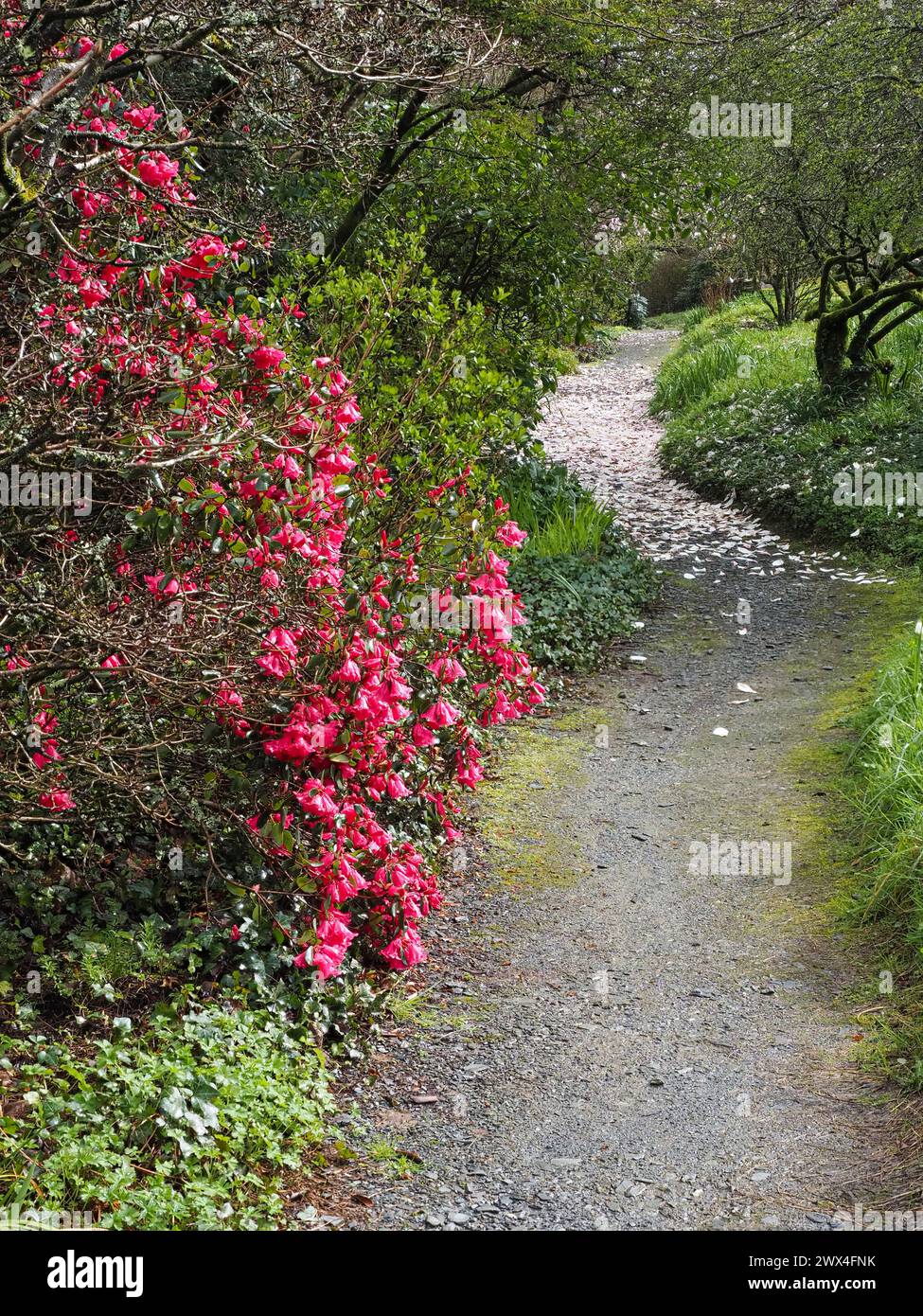 Deep pink flowers of Rhododendron orbiculare beside a path strewn with Magnolia petals at The Garden House, Devon, UK Stock Photo