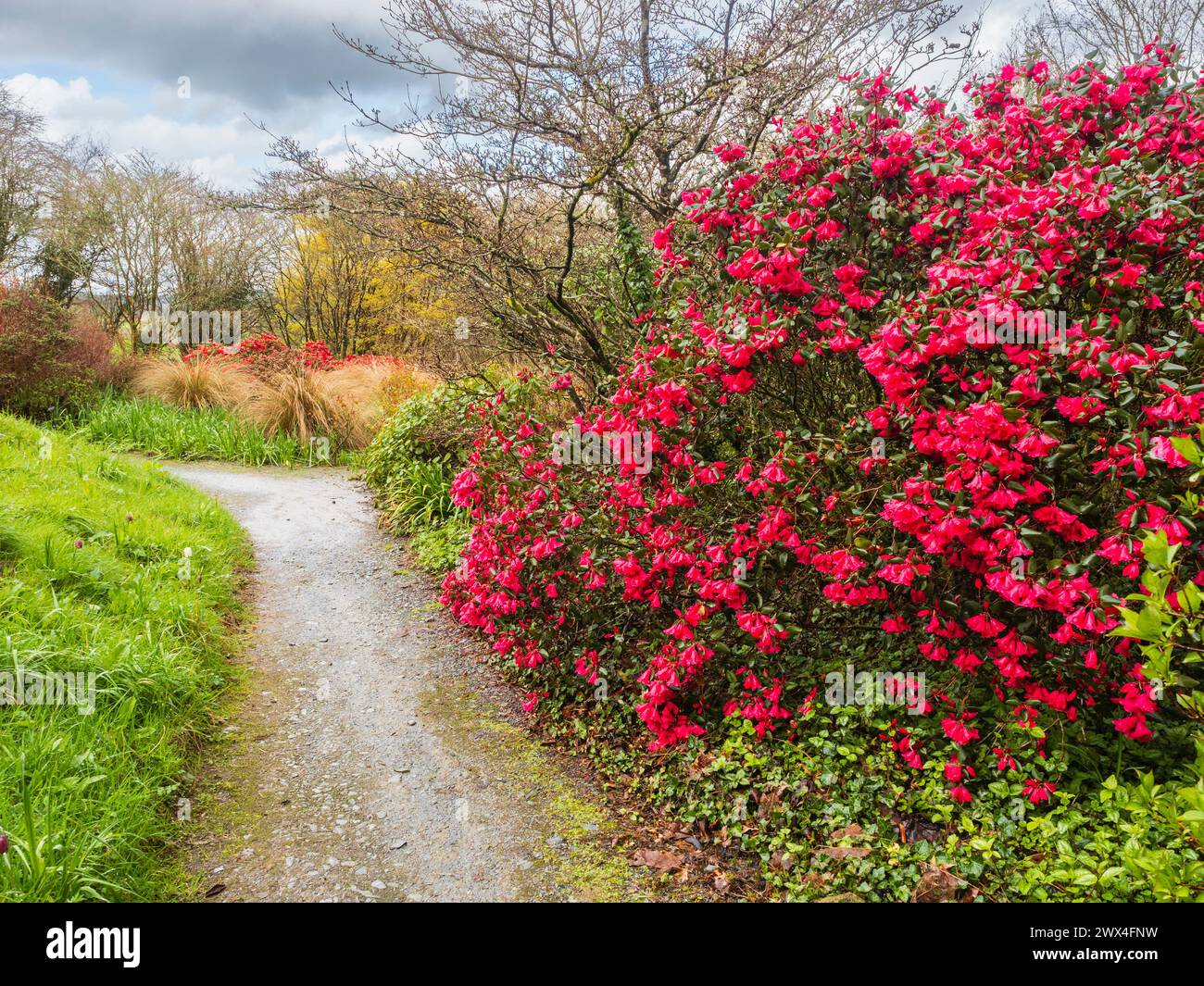 Deep pink flowers of the hardy evergreen shrub, Rhododendron orbiculare at The Garden House, Devon, UK Stock Photo