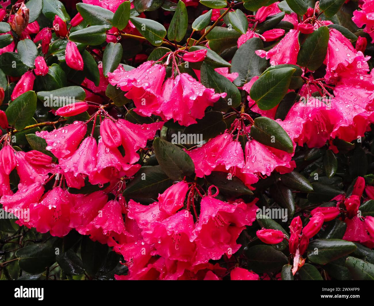 Deep pink flowers of the spring blooming hardy evergreen shrub, Rhododendron orbiculare Stock Photo