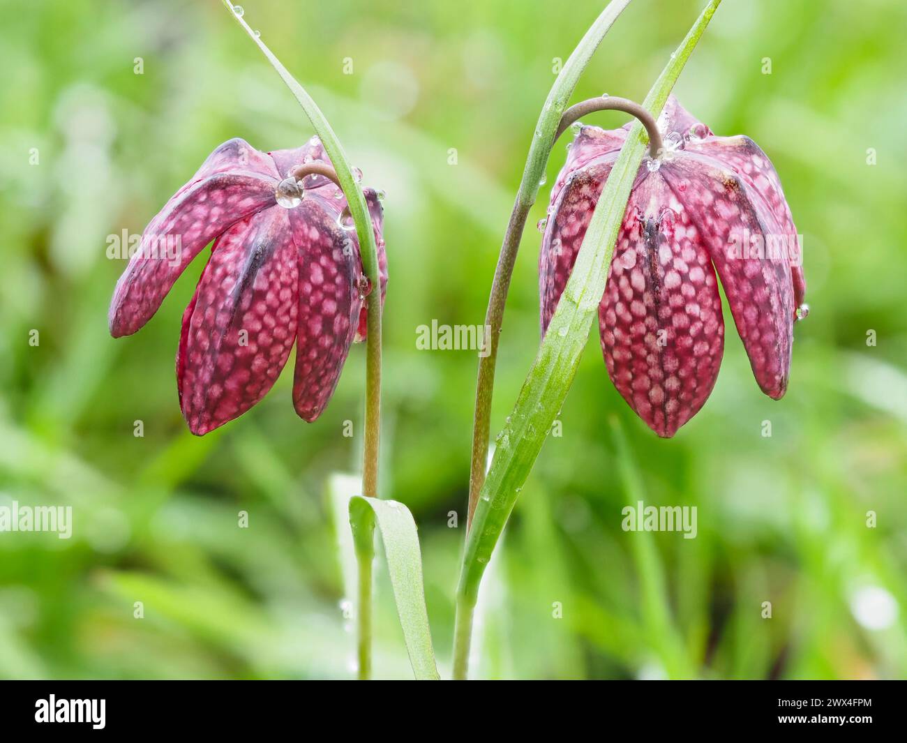 Tessellated checkerboard pattern on the petals of the spring flowering hardy bulb, Fritillaria meleagris Stock Photo