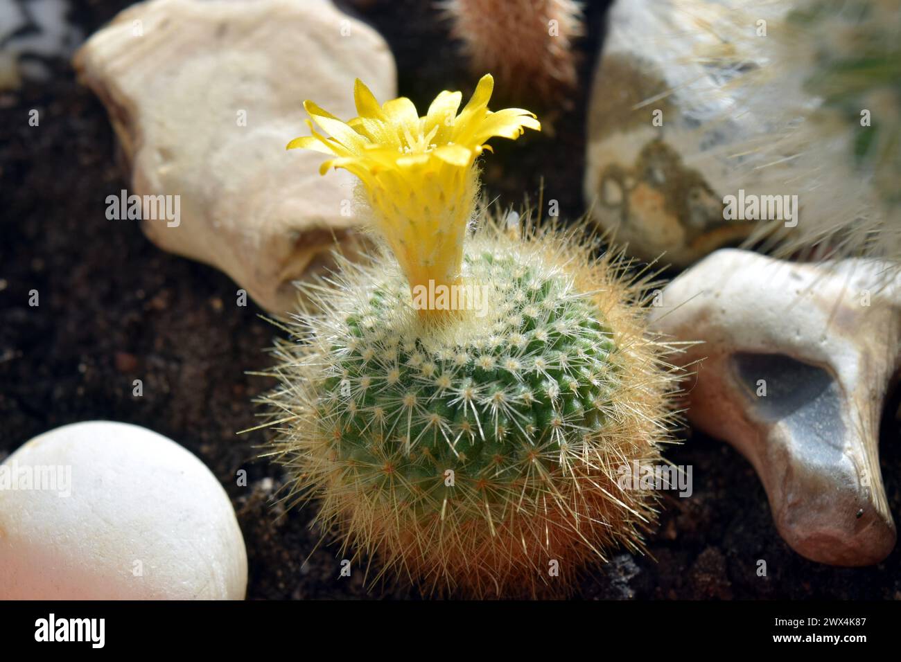 Flowering rebutia cactus in a pot Stock Photo