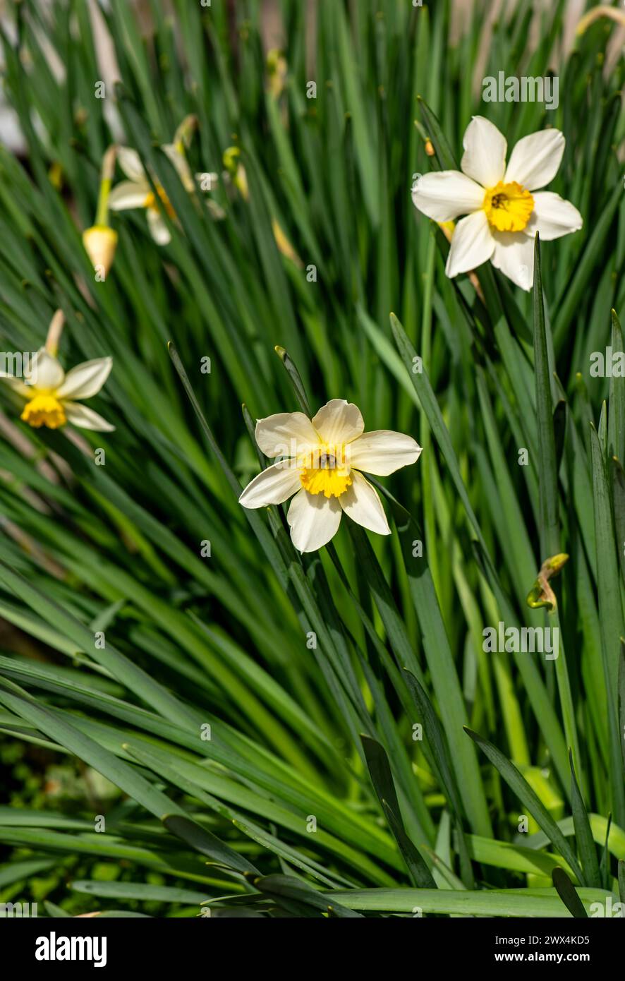 Narcissus blooms Amaryllidaceae ,Daffodil, Daffodils. Jonquils, Paper White, Paper whites