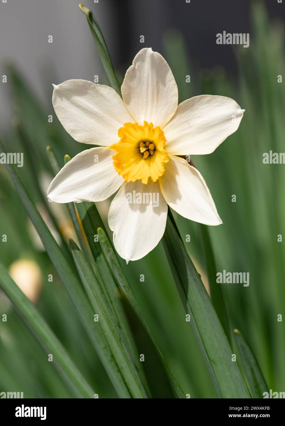 Narcissus blooms Amaryllidaceae ,Daffodil, Daffodils. Jonquils, Paper White, Paper whites