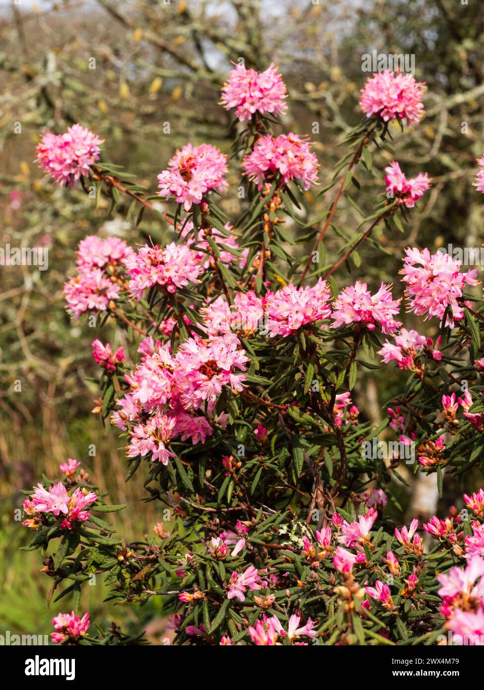 Small pink flowers of the early spring bloming hardy evergreen shrub for acid soils, Rhododendron scabrifolium var spiciferum Stock Photo