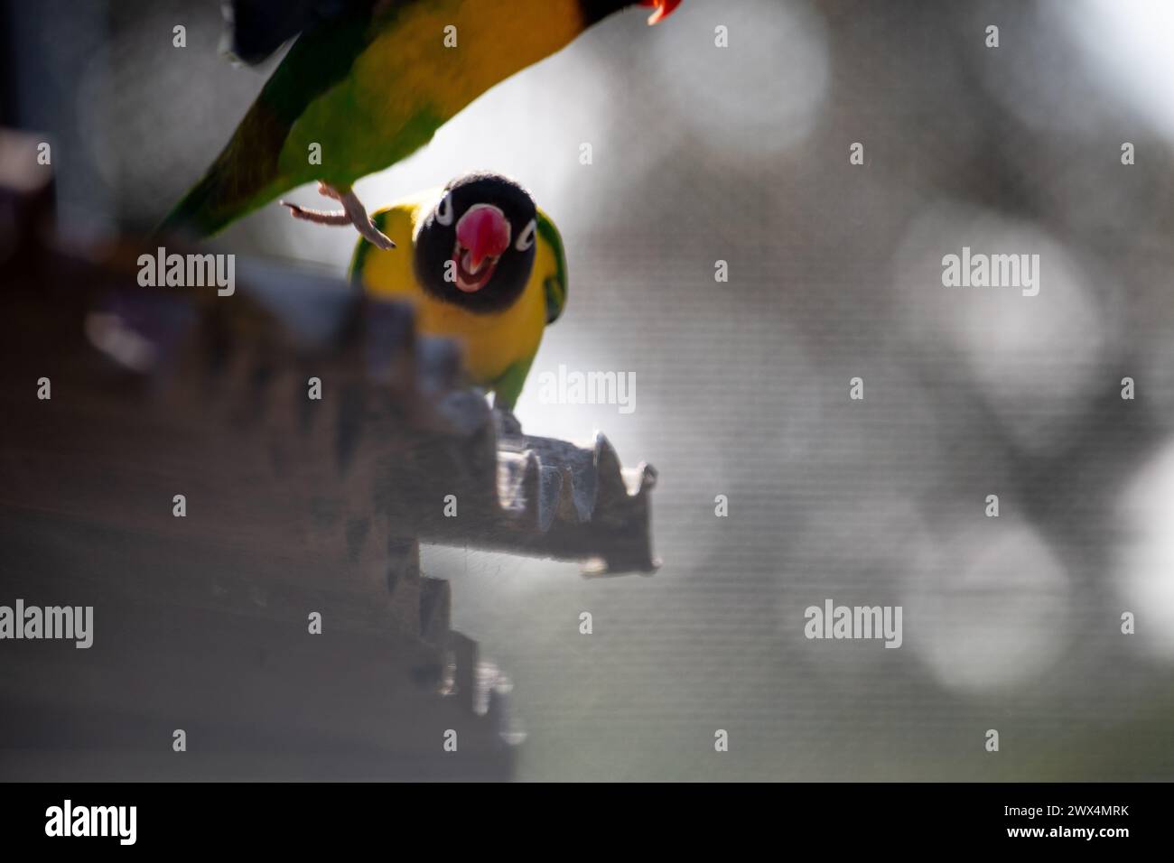 Masked lovebird hires stock photography and images Alamy