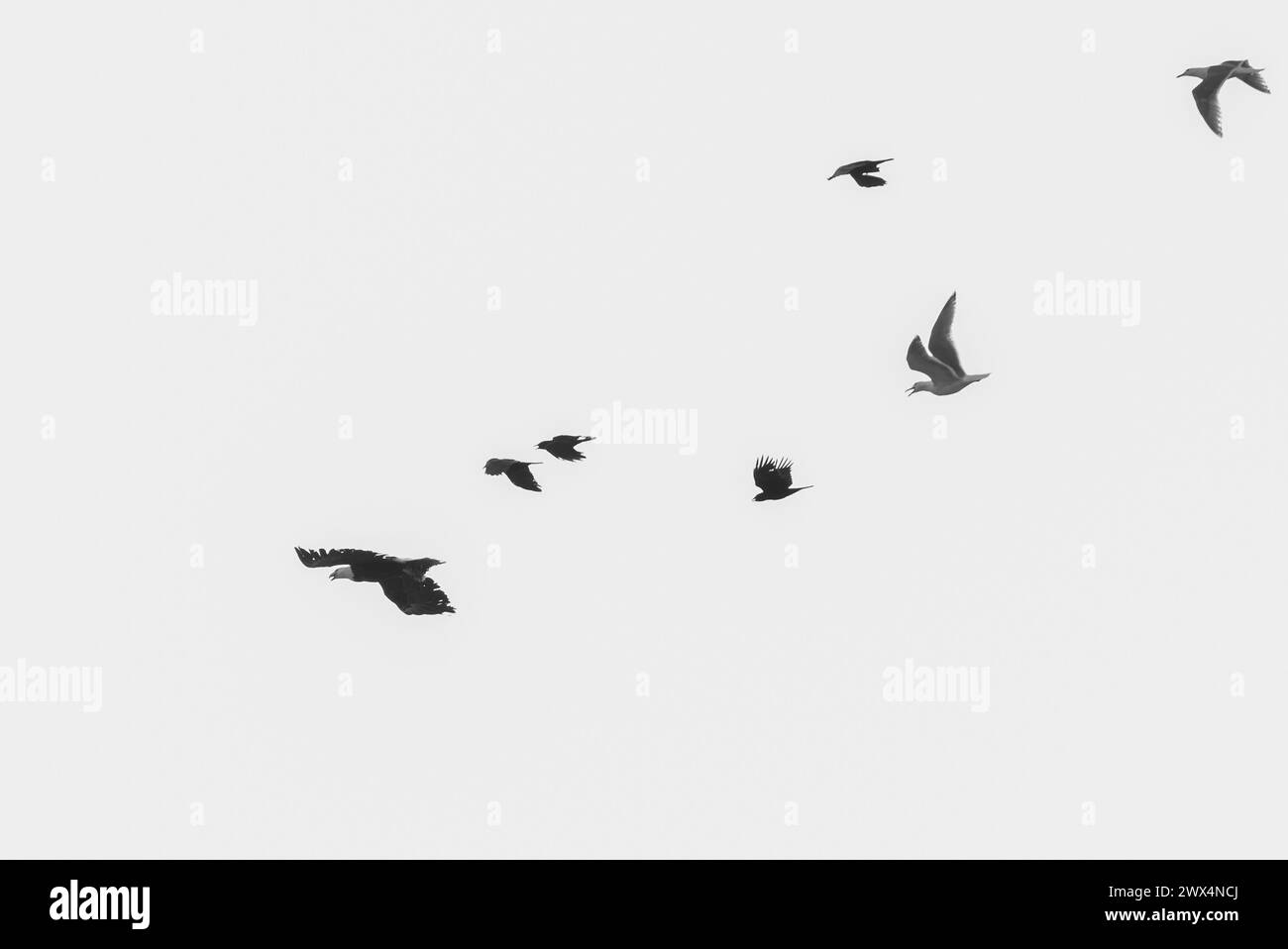 An Eagle Is Chased By Crows And Seagulls Stock Photo
