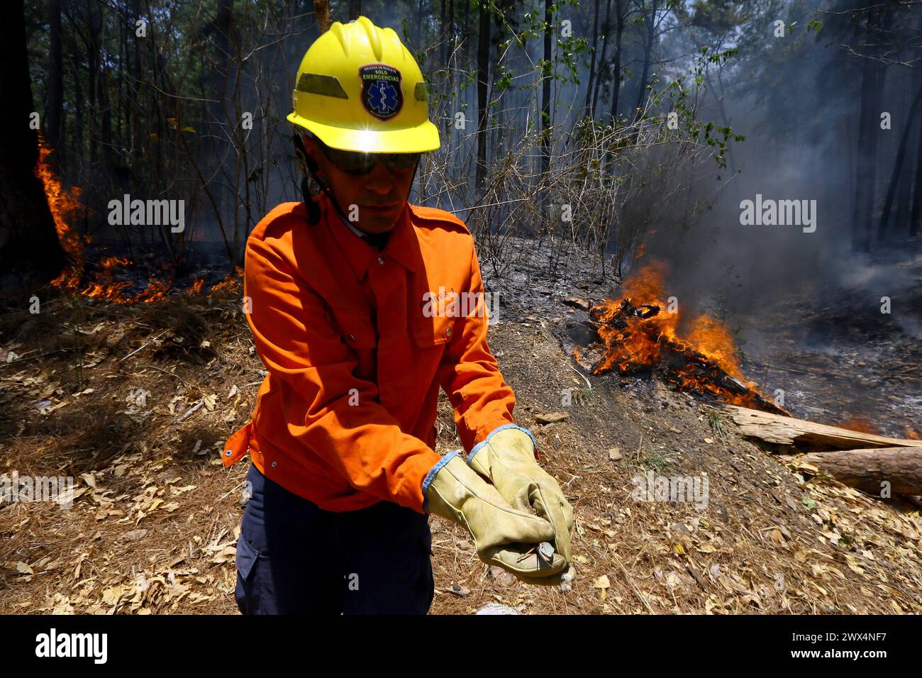 Valencia, Carabobo, Venezuela. 27th Mar, 2024. Forest firefighters rescue a reptile from being consumed by the flames in the forest fire in El Café hill, in the Naguanagua municipality of Carabobo state. (Credit Image: © Juan Carlos Hernandez/ZUMA Press Wire) EDITORIAL USAGE ONLY! Not for Commercial USAGE! Stock Photo