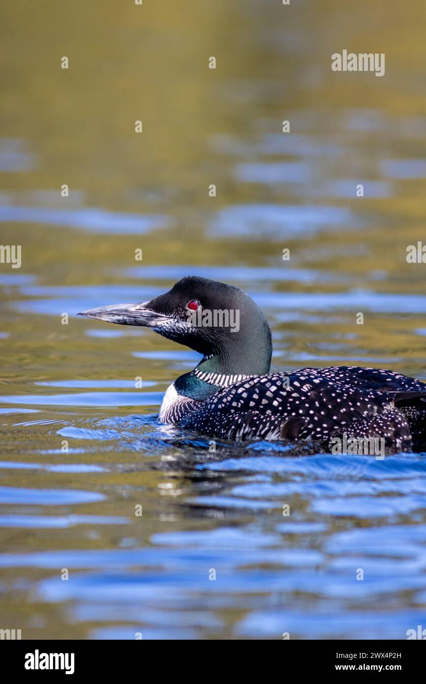 Common Loon male, Gavia immer, on Adirondack lake in St Regis Wilderness NY with peak fall foliage on a peaceful calm morning Stock Photo