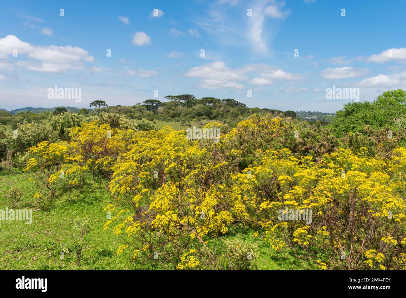 Spring landscape at Ronda Municipal Park in Sao Francisco de Paula, South of Brazil Stock Photo