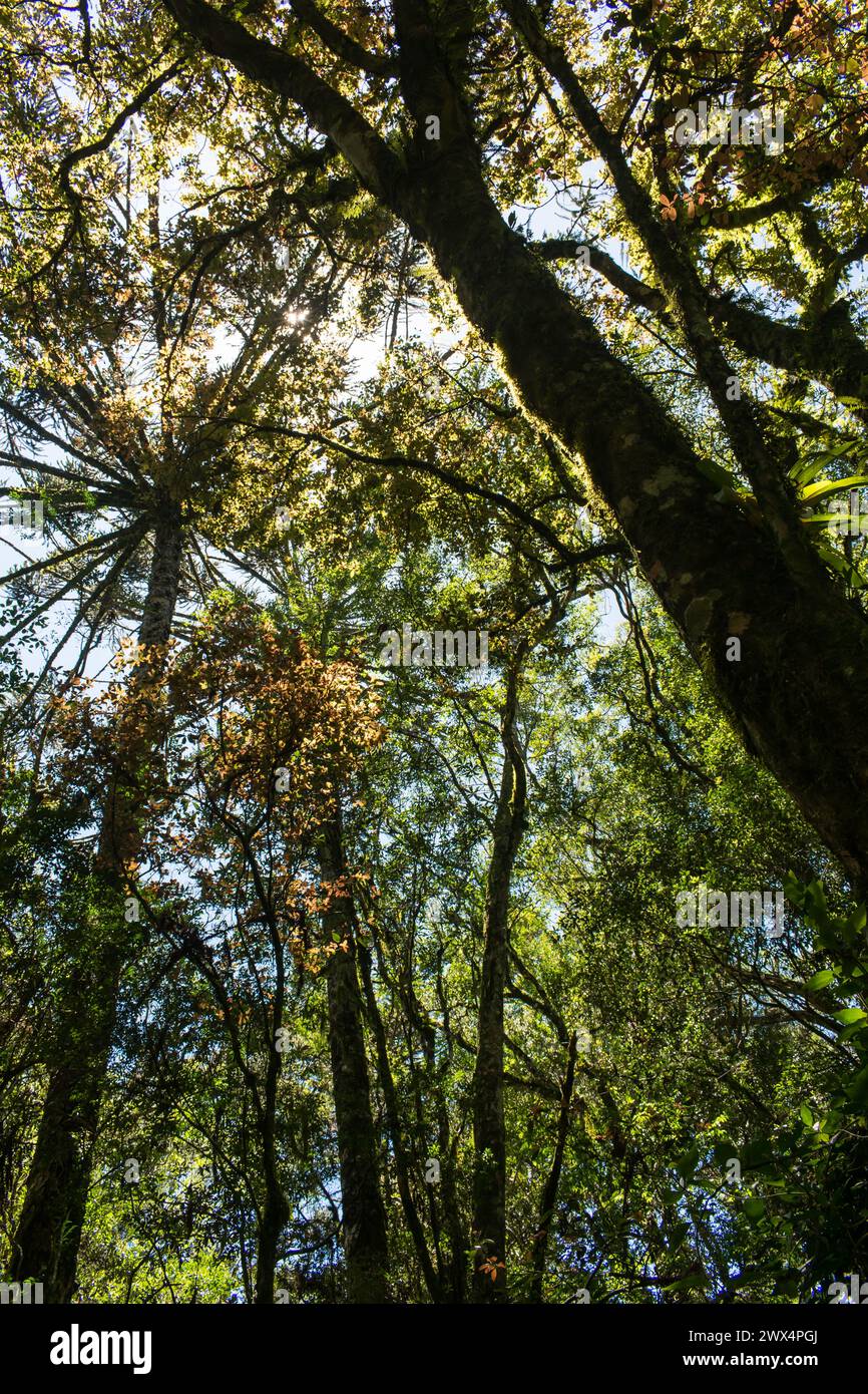 Inside an Araucaria moist forest in Sao Francisco de Paula, South of Brazil Stock Photo