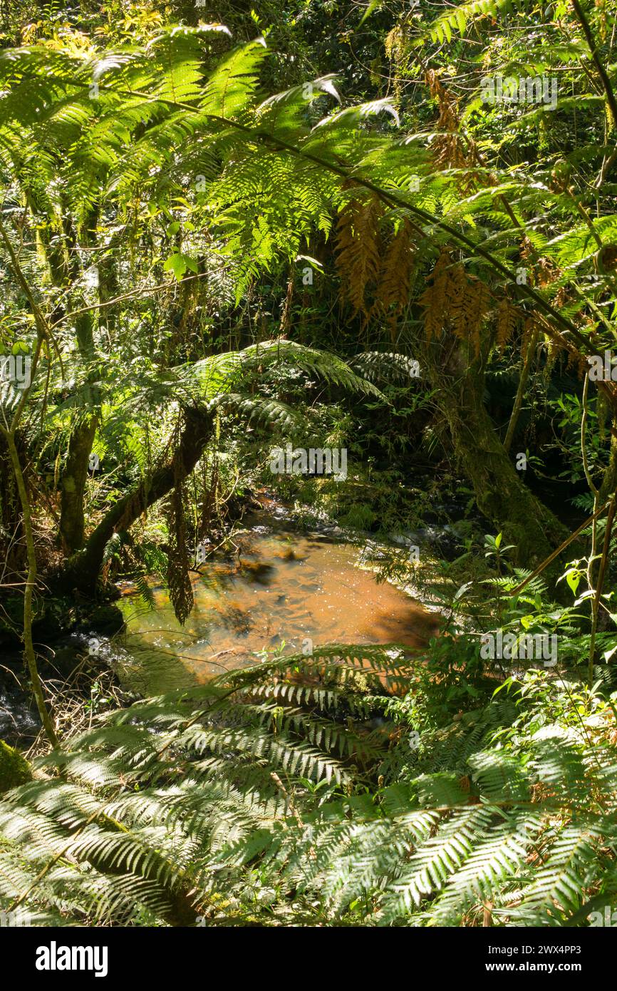 Inside an Araucaria moist forest in Sao Francisco de Paula, South of Brazil Stock Photo