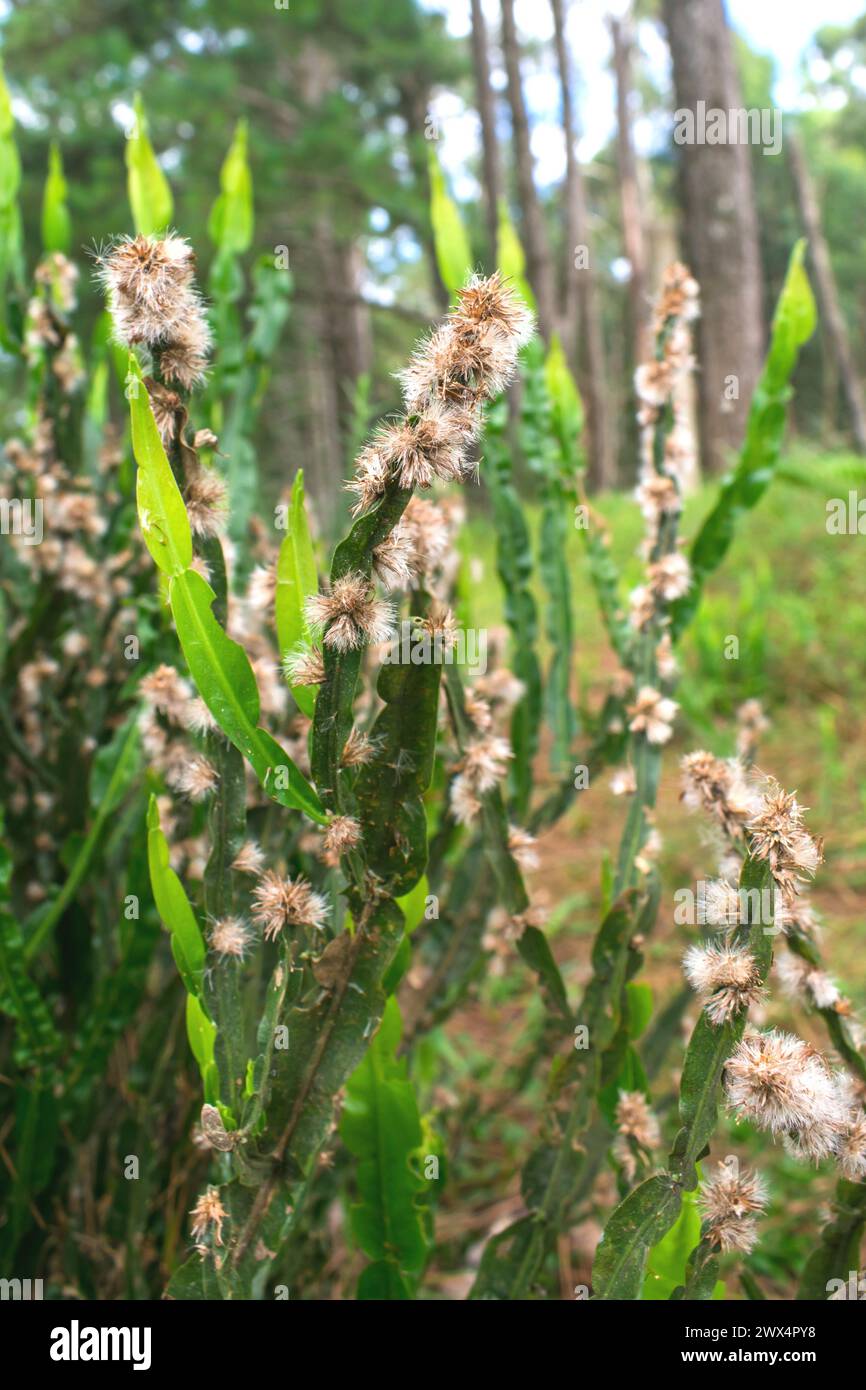 Carqueja plant (Baccharis trimera) in bloom with many flowers in Sao Francisco de Paula, South of Brazil Stock Photo
