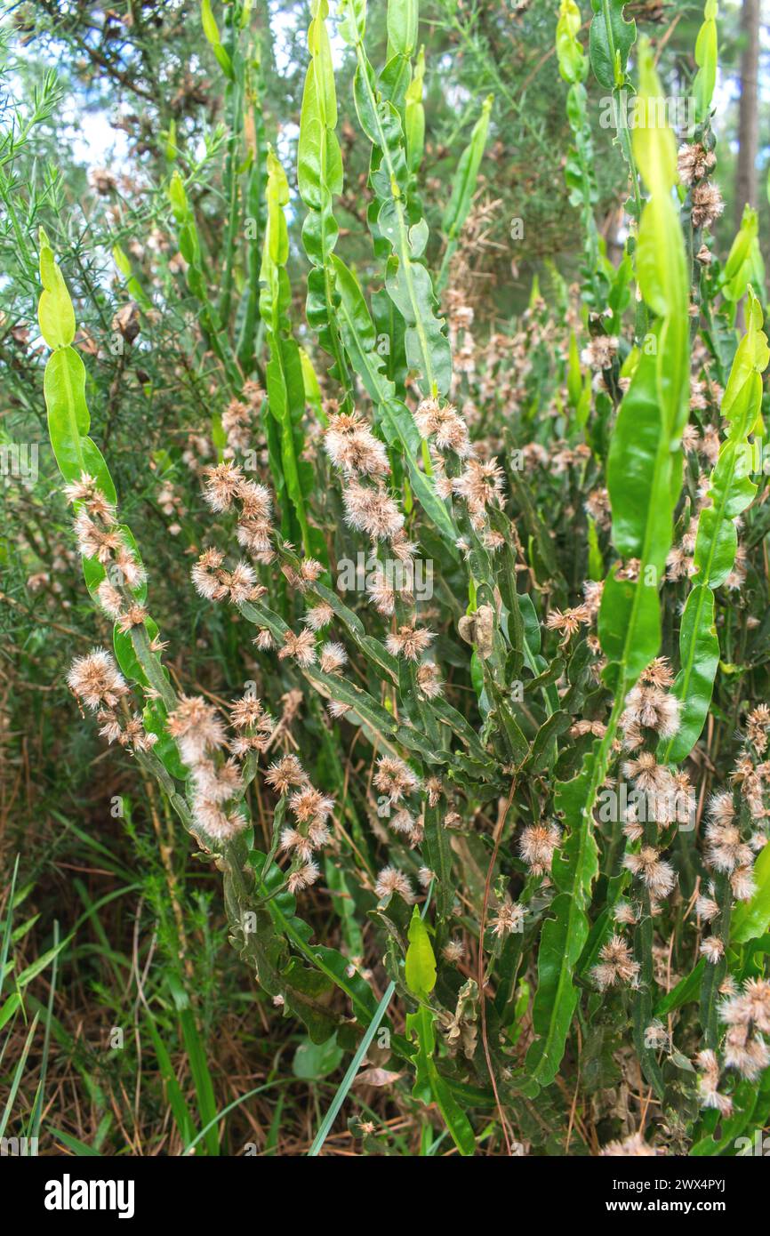 Carqueja plant (Baccharis trimera) in bloom with many flowers in Sao Francisco de Paula, South of Brazil Stock Photo