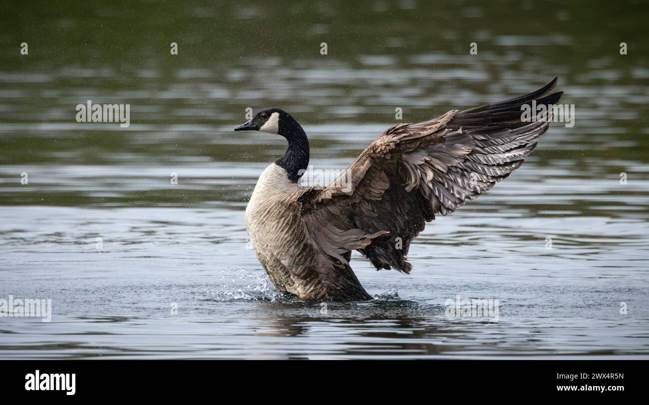 A goose flapping wings on a lake Stock Photo