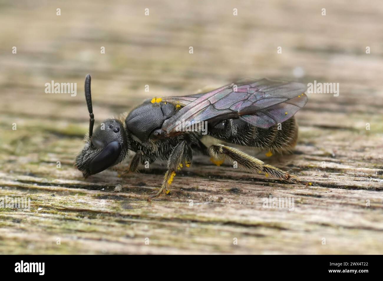 Detailed extreme closeup on a female Long-faced furrow bee, Lasioglossum punctatissimum sitting on wood Stock Photo