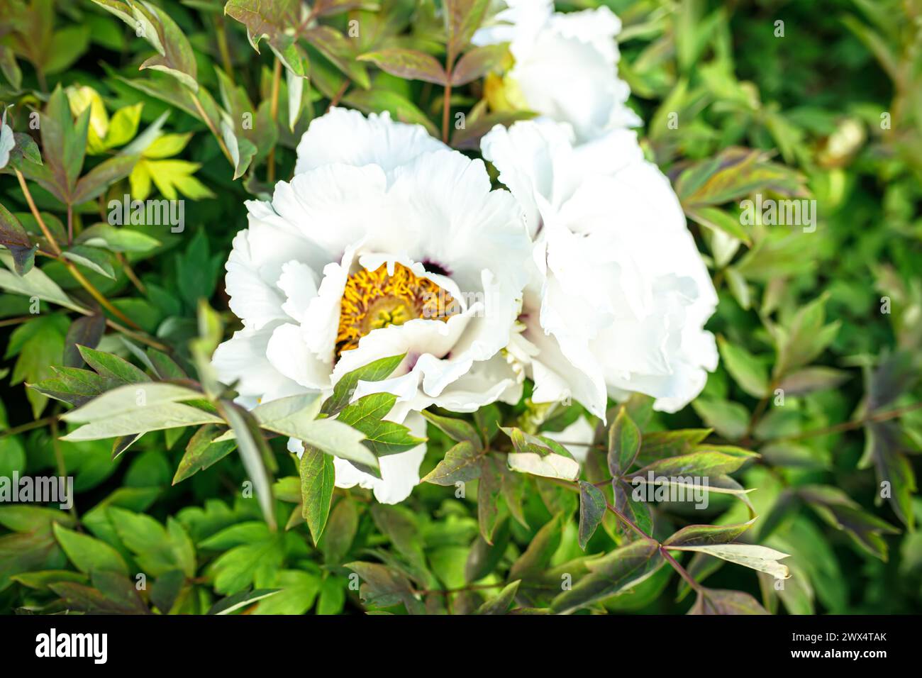 White peony flower with green leaves on a background of green grass ...