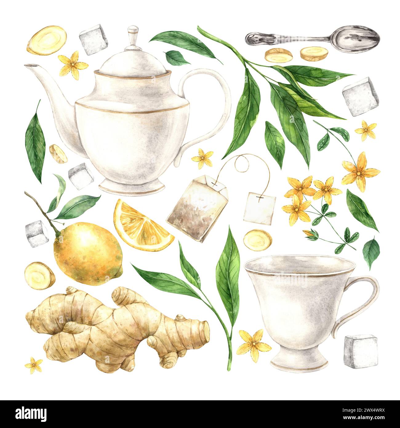 Watercolor composition of a mug, teapot, lemon, ginger, sugar, tea, green tea leaves. The illustration is drawn by hand. Drawing for menu design, pack Stock Photo