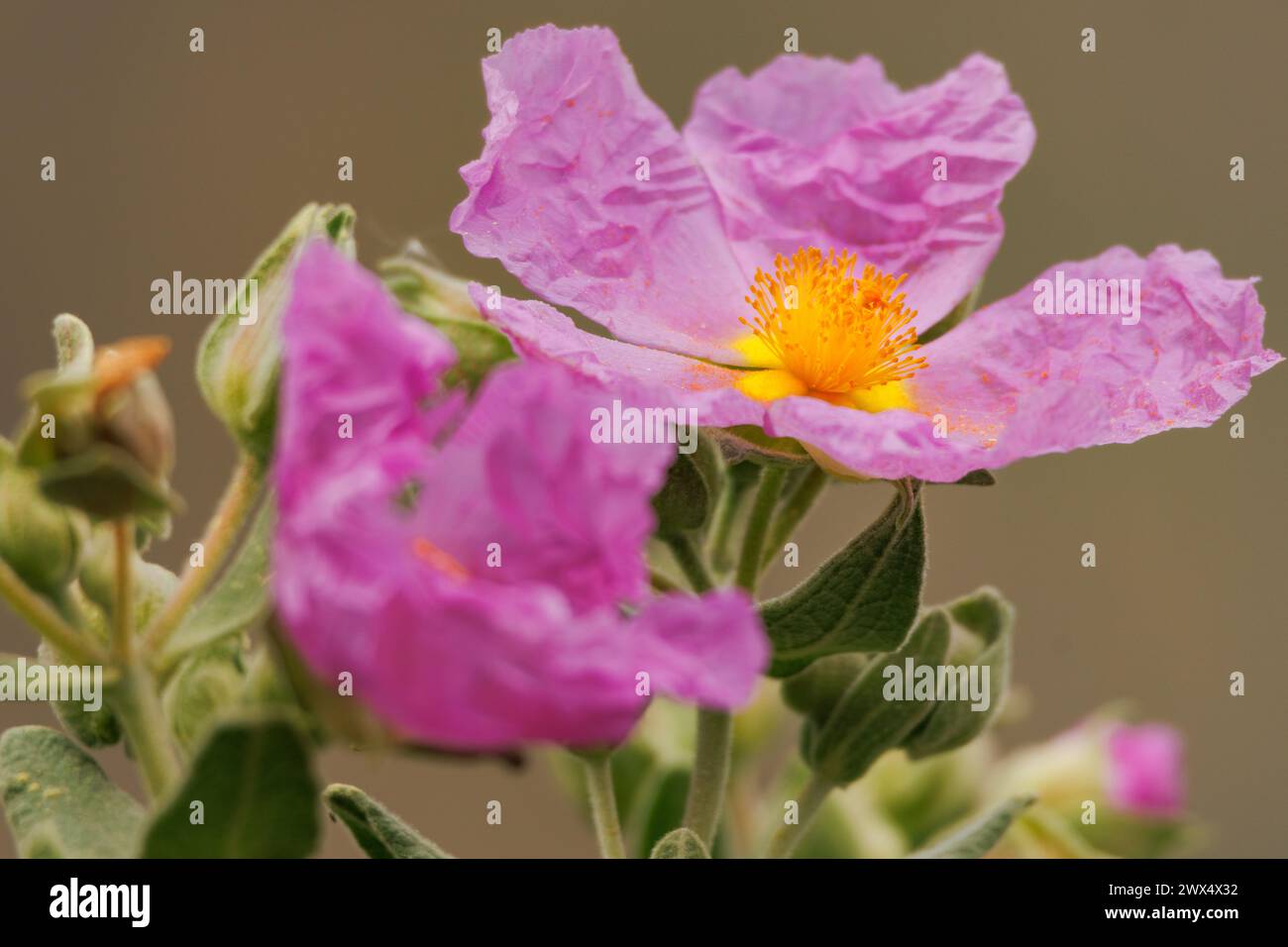 Spring begins with the beautiful flowers of the cistus plant Cistus albidus in the Sierra de Mariola, Alcoy, Spain Stock Photo