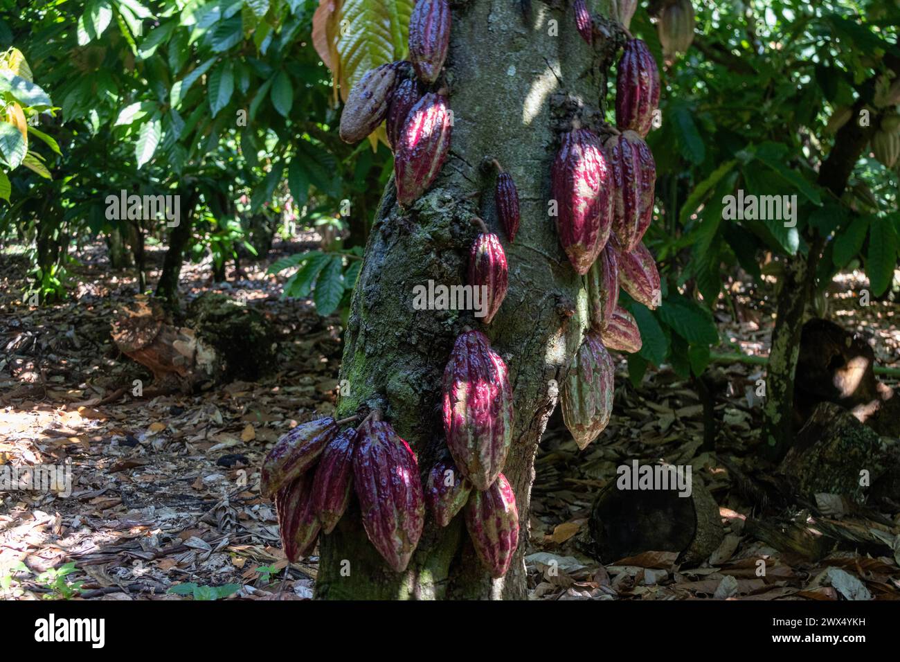 A red few cocoa pods hanging from the trunk of a cocoa tree Stock Photo ...