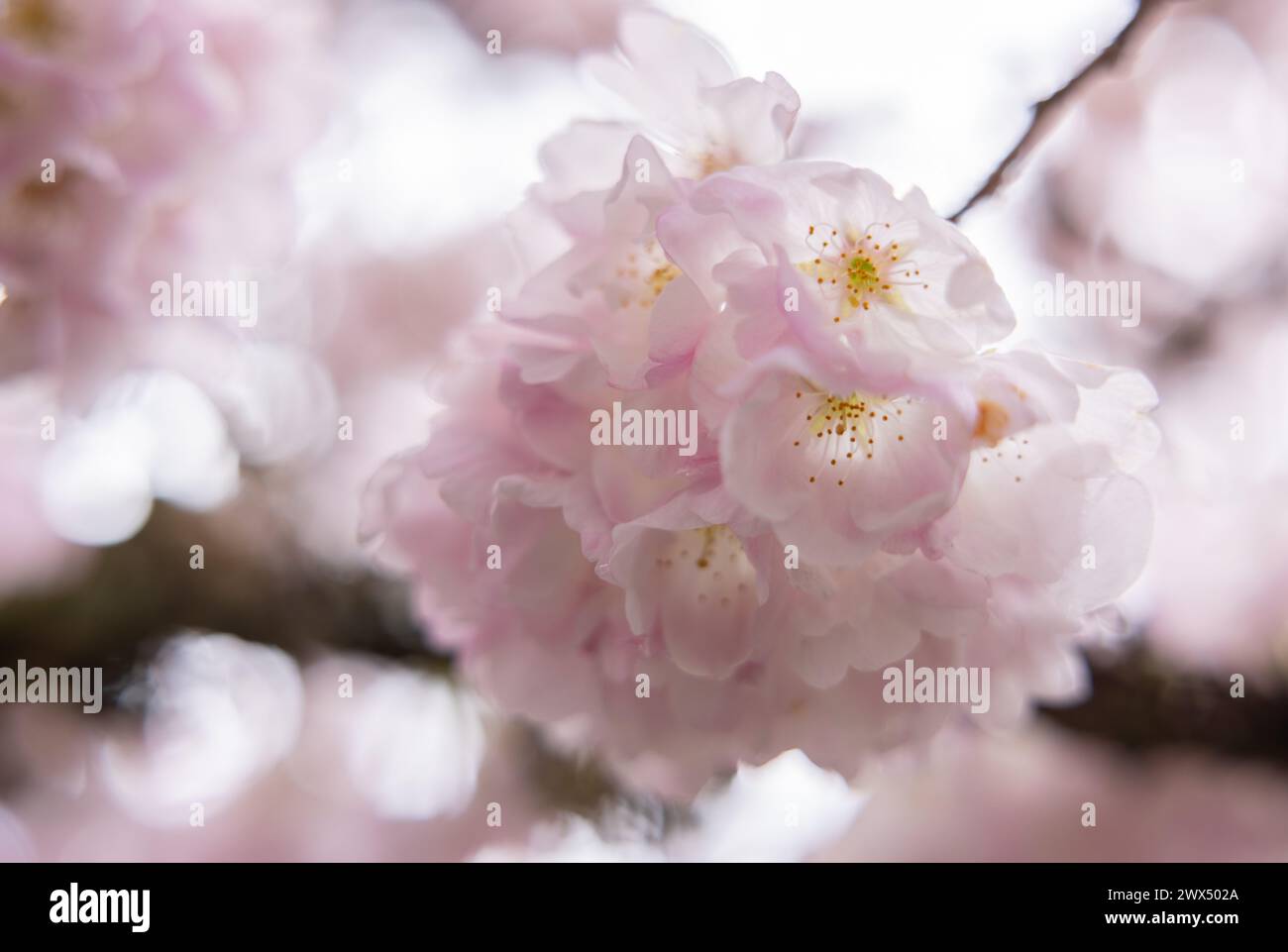Cherry Trees In Full Blossom Stock Photo