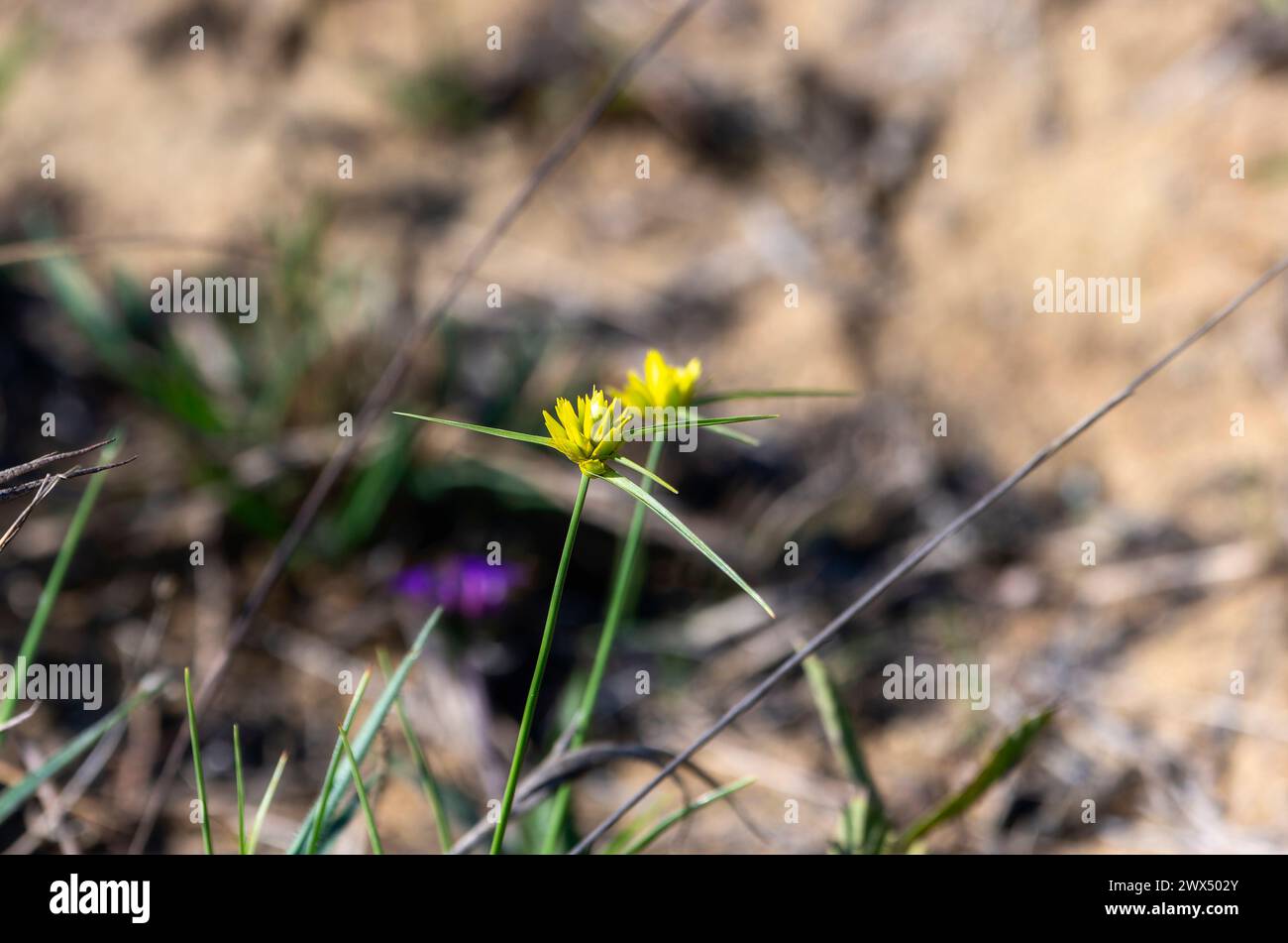 A tiny yellow Golden Sedge Cyperus sphaerocephalus flower stands alone in a vast field, surrounded by grass and under the open sky. Stock Photo
